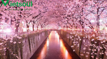 Du lịch Hàn Quốc với mùa hoa Anh Đào