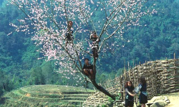 Sapa tháng 2 - Đào nở gọi xuân về