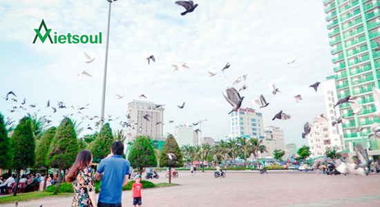 Chim bồ câu ở công viên Biển Đông