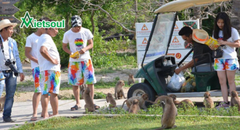 Tour du lịch khám phá đảo khỉ Sơn Hầu Vương ở Nha Trang