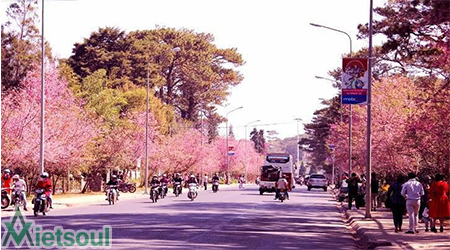 Đà Lạt tháng 2