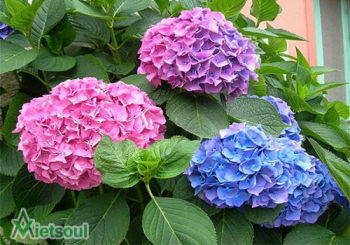 Những loại hoa đặc trưng ở Đà Lạt
