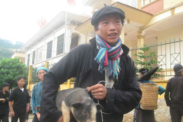 Káº¿t quáº£ hÃ¬nh áº£nh cho lá»£n cáº¯p nÃ¡ch sapa