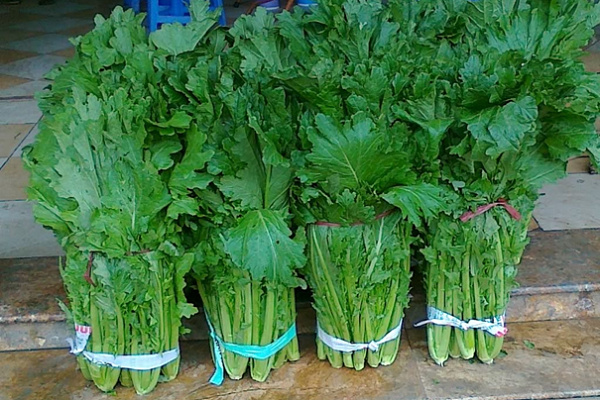 Káº¿t quáº£ hÃ¬nh áº£nh cho rau cáº£i mÃ¨o