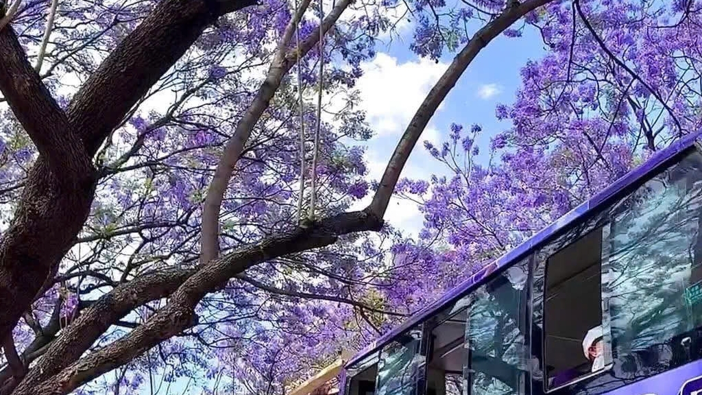 Khám Phá Côn Minh - Mùa Hoa Phượng Tím